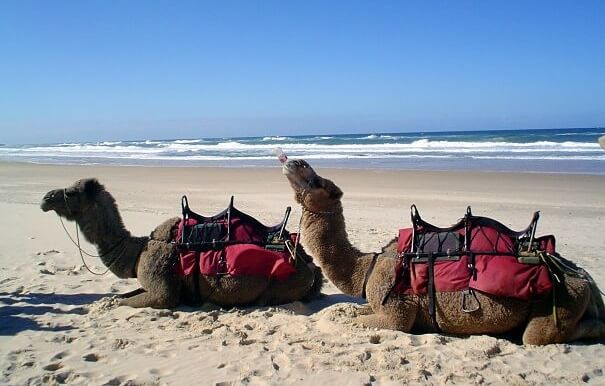 camello toma una Coca Cola en la playa