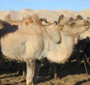 Camellos bactrianos en el desierto de Gobi, Mongolia