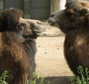 Camellos bactrianos en el zoológico de Berlín