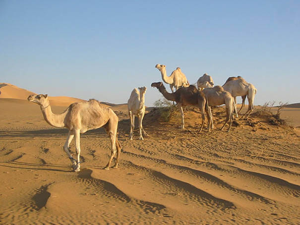 Camellos dromedarios en el Sahara