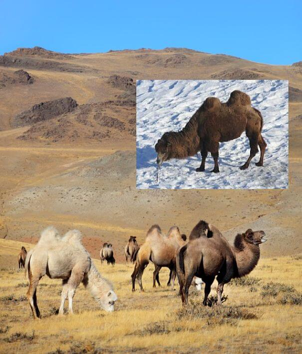 Camellos salvajes del desierto de Gobi en verano e invierno.