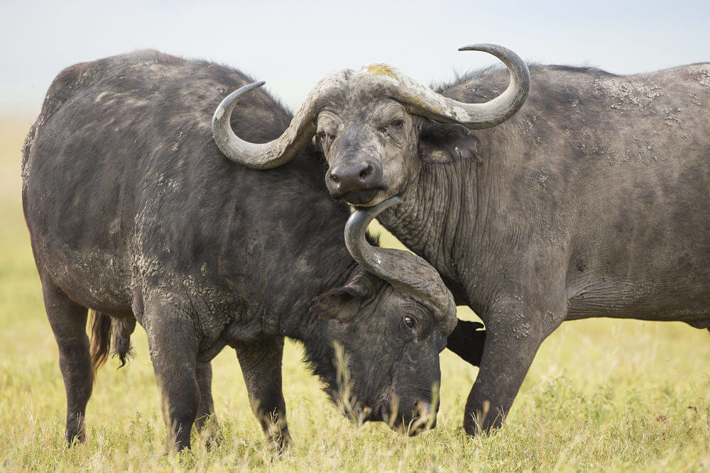 capa de búfalo sparring