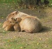 Capibara con joven, Viena