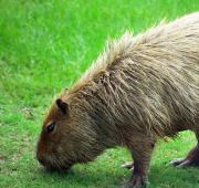 Capibara en el zoológico de Hattiesburg
