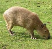 Capibara en el zoológico de Praga