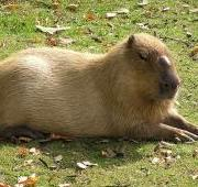Capibara macho en el zoológico de Praga