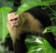 Capuchino de cara blanca