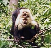 Capuchinos de cara blanca