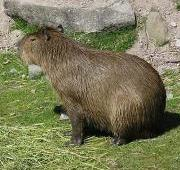 Capybara, Suecia