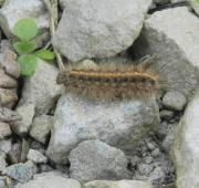 Caterpillar (Larva)