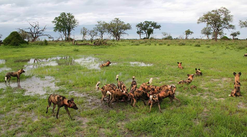 Caza de perros salvajes africanos
