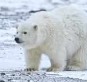 Cerda oso polar (Ursus maritimus) cerca de Kaktovik, Alaska