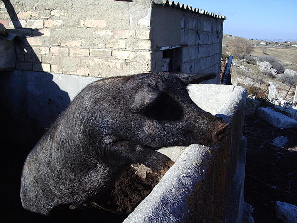 cerdo en el patio