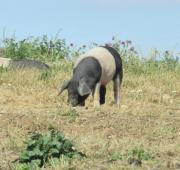 Cerdo en Jimmys Farm, Suffolk