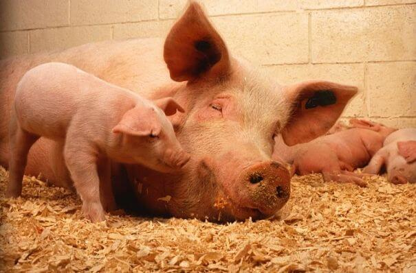 cerdo madre y bebé