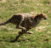 Cheetah persiguiendo a su presa