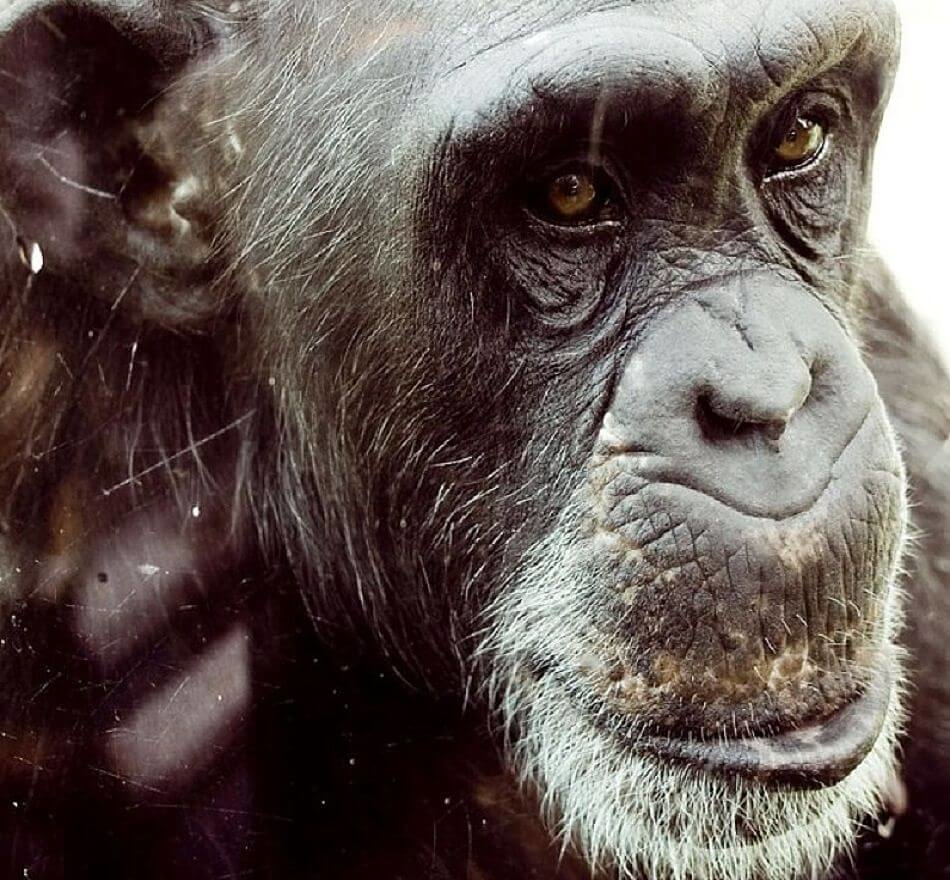 chimpancé extremo primer plano