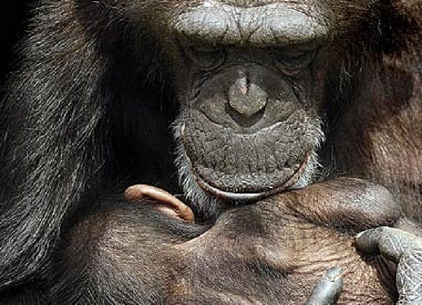chimpancé madre con brazos de bebé n