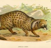 Civet africano