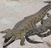 Cocodrilos del Nilo (Crocodylus niloticus)
