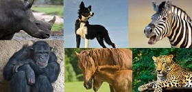 collage de animales favoritos