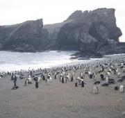 Colonia de pingüinos con correa de barbilla, Seal Island