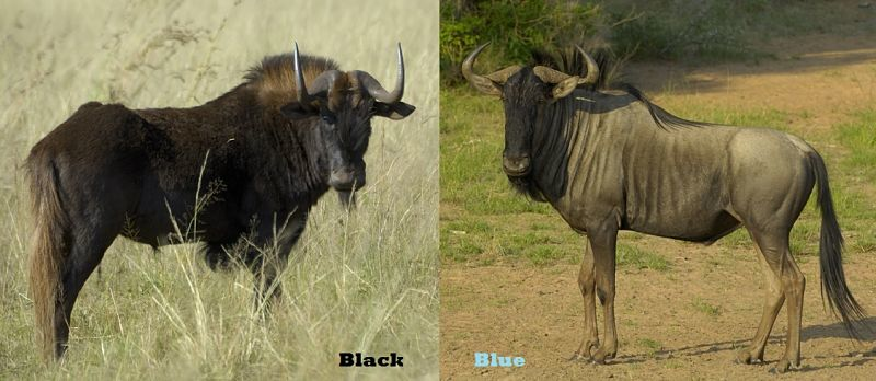Comparación de los ñus azules y negros uno al lado del otro