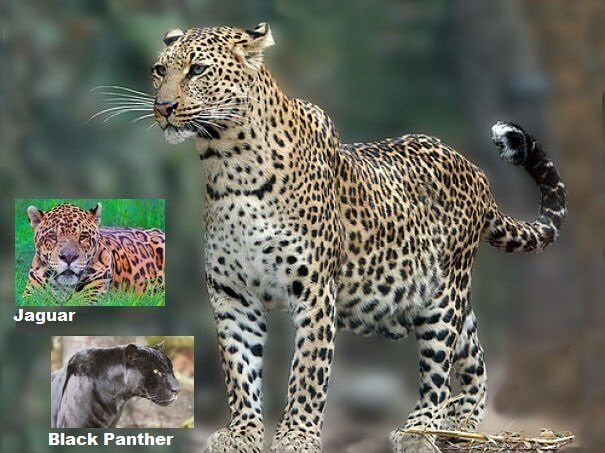 comparación del jaguar leopardo