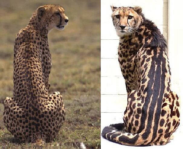 Comparación del rey guepardo lado a lado