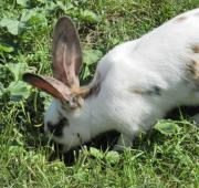 Conejo en la granja Jimmys, Suffolk