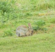 Conejo en la Reserva Minsmere de la RSPB
