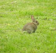 Conejo en Suffolk
