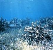 Coral de Staghorn en pastos marinos