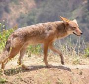 Coyote del Valle de California (Canis latrans ochropus) en las Montañas San Gabriel, California