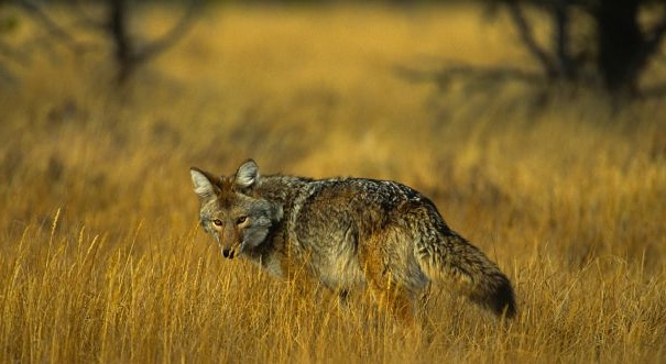 coyote en pradera de oro