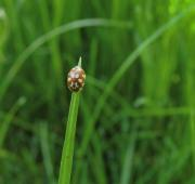 Crema Spot Ladybird sobre una brizna de hierba