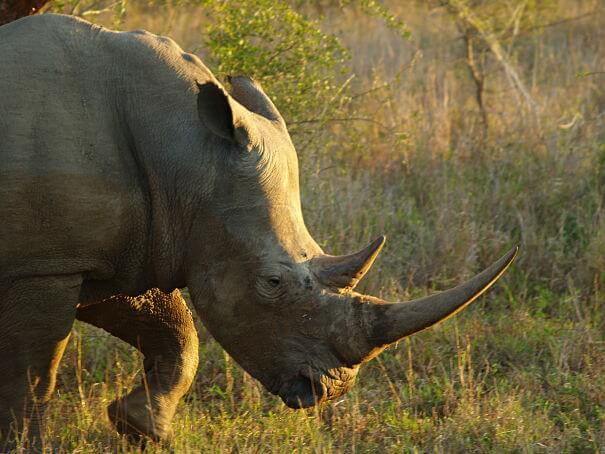 cuerno enorme rinoceronte blanco