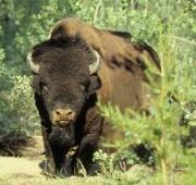Curious Wood Buffalo (Bison bisonte athabascae), Parque Nacional Wood Buffalo, Canadá