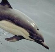 Delfín Común