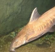 Delfín Pez gato (Pseudodoras niger u Oxydoras niger) también conocido como pez gato diente de sierra negro