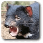 Demonio de tasmania
