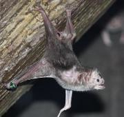 Desmodus rotundus de vampiros murciélagos en el zoológico de Louisville