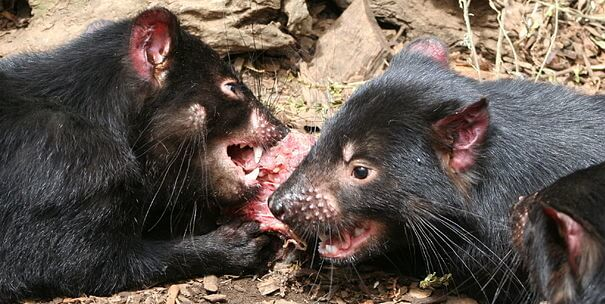 Deviles de Tasmania comiendo