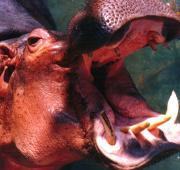 Dientes hipopótamos de alabeo