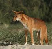 Dingo macho (Canis lupus dingo)