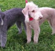 Dos Bedlington Terriers