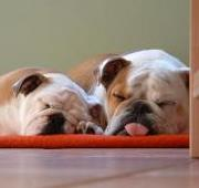 Dos Bulldogs dormidos