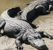 Dos cocodrilos americanos (Alligator mississippiensis), Florida, EE. UU.
