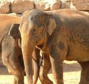 Dos elefantes asiáticos (Elephas maximus) en el zoológico bíblico de Jerusalén.