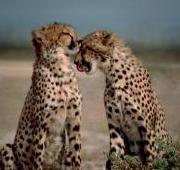 Dos guepardos (Acinonyx jubatus) sentados cara a cara